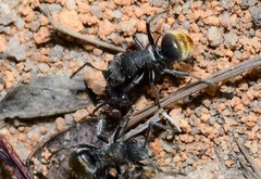 Polyrhachis vermiculosa