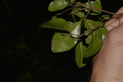 Gossia fragrantissima