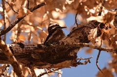 Sphyrapicus nuchalis