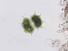 Xanthidium cristatum