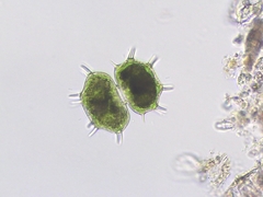 Xanthidium cristatum