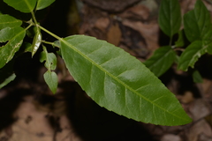 Croton verreauxii