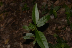 Croton verreauxii