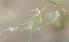 Polygonella