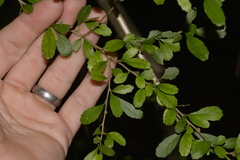 Acalypha capillipes