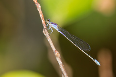Enallagma novaehispaniae