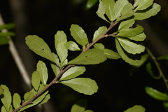 Acalypha capillipes