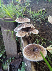 Lentinus berteroi