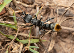 Myrmecia gilberti