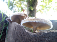 Lentinus berteroi