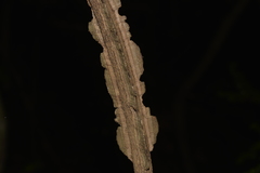 Mezoneuron brachycarpum