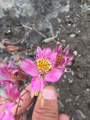 Alstroemeria chorillensis (Alstroemeria chorillensis)