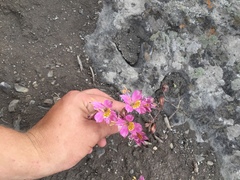 Alstroemeria chorillensis