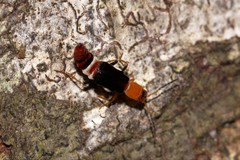 Carphurus fasciculatus