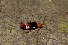Carphurus fasciculatus