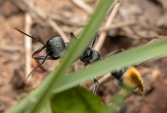 Myrmecia gilberti