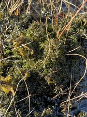 Odontoschisma fluitans