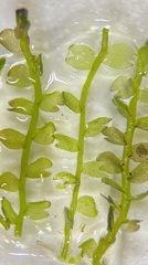 Odontoschisma fluitans