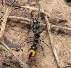 Myrmecia gilberti