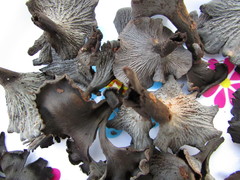 Craterellus venosus