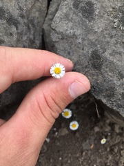 Erigeron leptorhizon
