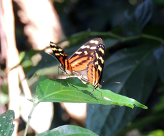 Mechanitis polymnia lycidice