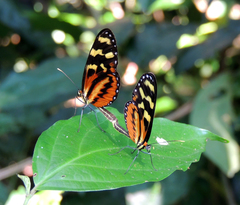 Mechanitis polymnia lycidice