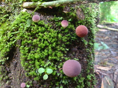 Lycoperdon fuligineum