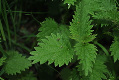 Phytomyza flavicornis