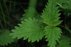 Phytomyza flavicornis