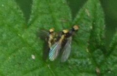 Phytomyza flavicornis