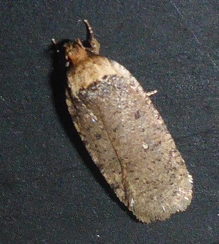 Agonopterix nigrinotella
