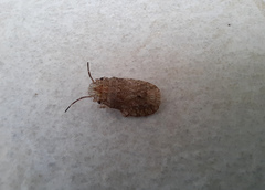 Discocephalinae
