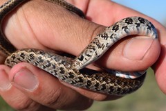 Erythrolamprus almadensis