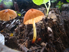 Marasmius berteroi