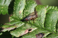 Hydrophoria linogrisea