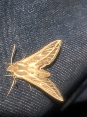 Hyles livornicoides
