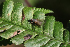 Hydrophoria linogrisea