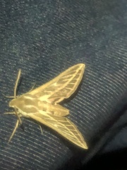 Hyles livornicoides