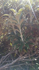 Macrolearia angustifolia