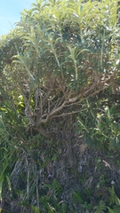 Macrolearia angustifolia
