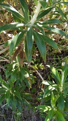 Macrolearia angustifolia