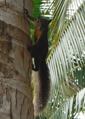Sciurus granatensis