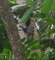 Sciurus granatensis