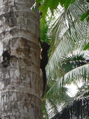 Sciurus granatensis