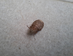 Discocephalinae
