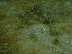 Halophila
