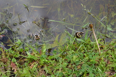 Melanophryniscus stelzneri