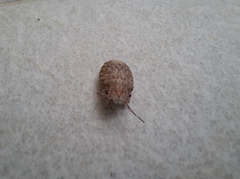 Discocephalinae