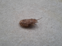 Discocephalinae